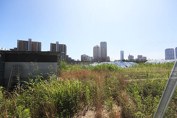 (仮称)幕張新都心若葉住宅地区計画(B-2街区)